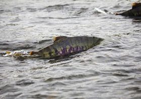 死ぬために故郷に帰る……生物に秘められた生命のドラマを解説『生き物の死にざま』