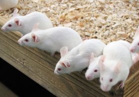 「子年」「庚子」の今年、中国と日本で歴史的混乱や大騒乱発生の可能性？