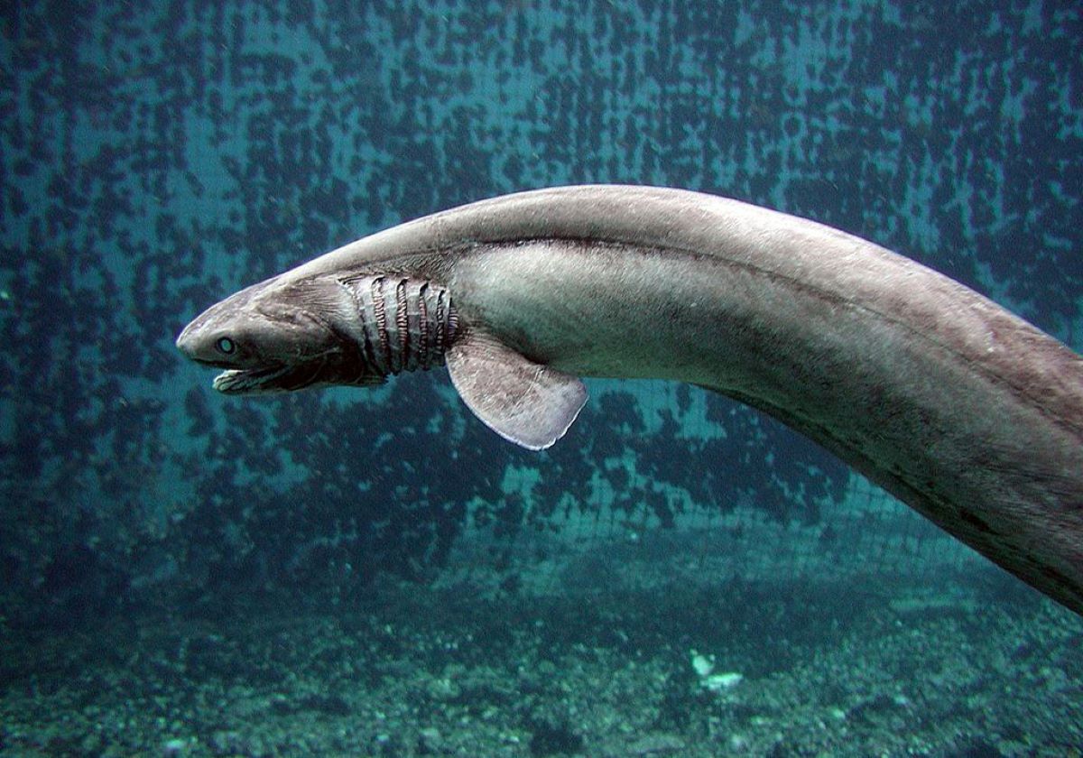 貴重な深海鮫「ラブカ」、死因は朝日新聞のストロボ撮影？水族館側の納得の説明の画像1