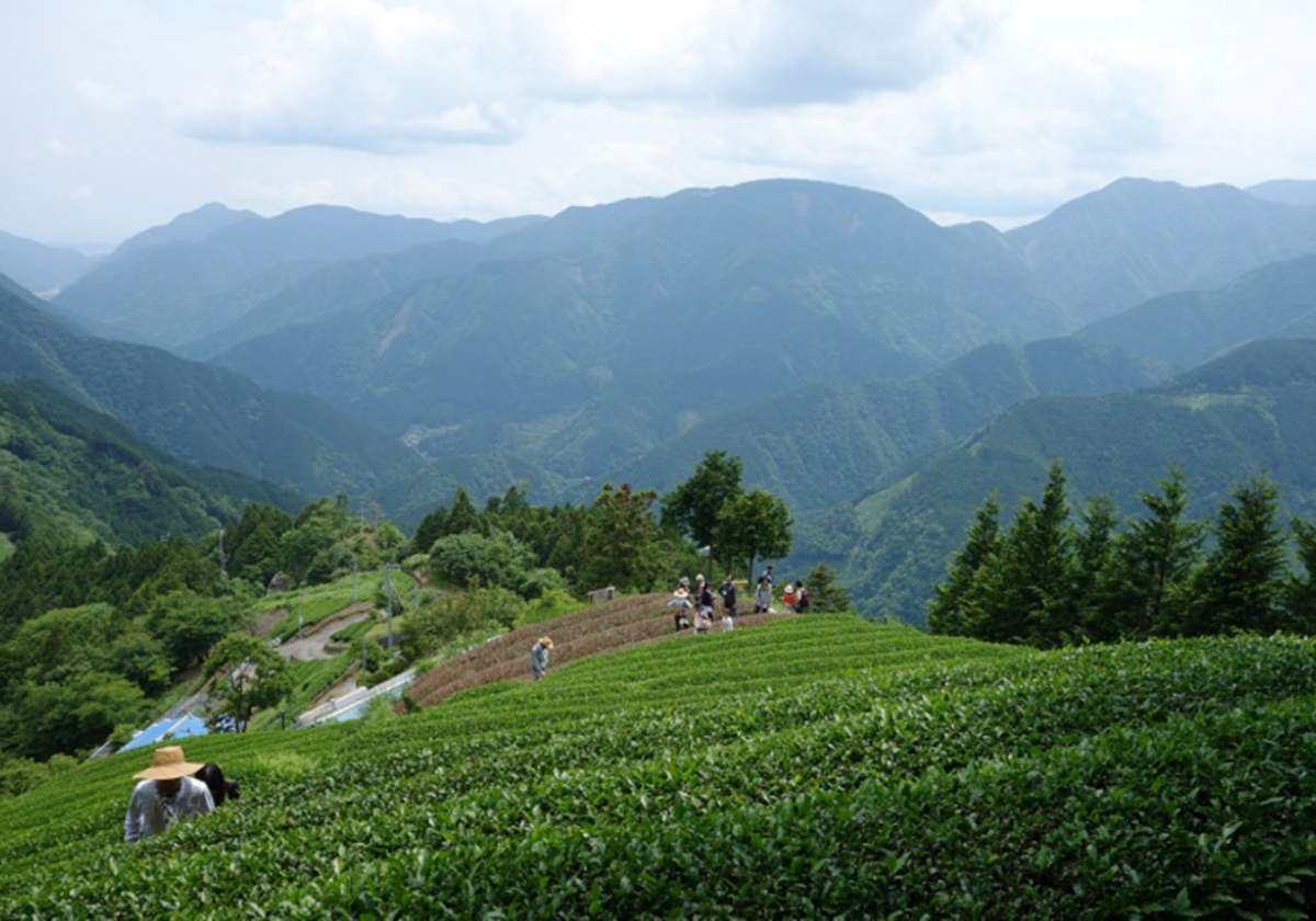 静岡の茶価が過去最低、茶農家の苦境…ペットボトル茶の次が重要にの画像1