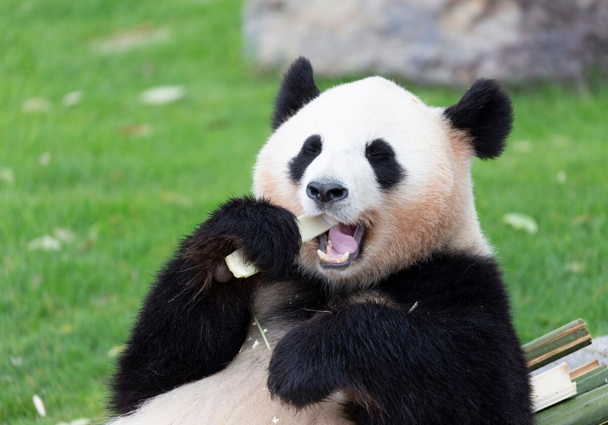 中国へ払うレンタル料は年1億円…動物園のパンダ誘致合戦加熱、日立市は政財界で推進の画像1