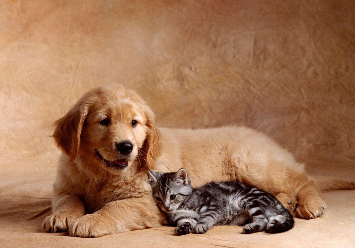 犬と猫でもコロナ感染例…ペットから人への感染に不安広がる　感染の可能性を獣医師が解説の画像1