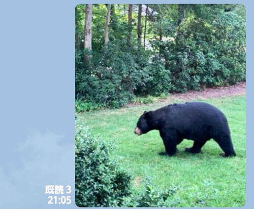 日本全国でクマの襲撃被害が続出 米国在住者が体験した 庭に300キロ級が出没 の日常