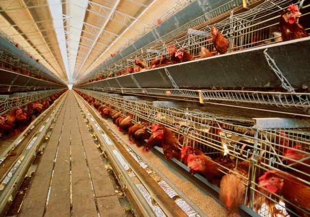 残酷な日本の「養鶏」…超高密度のケージ＆窓なし飼育、維持のため業界が元農水相に贈賄の画像1