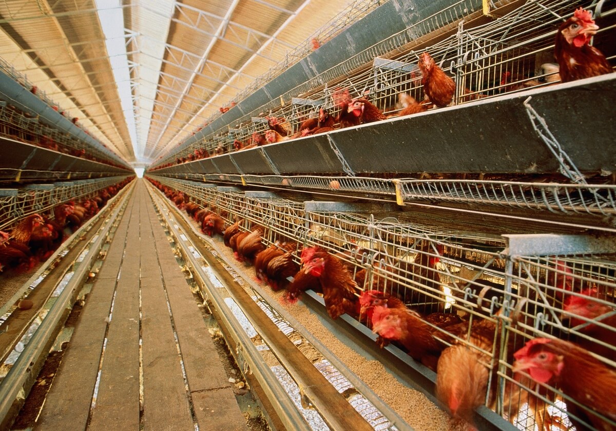 残酷な日本の「養鶏」超高密度のケージ＆窓なし飼育、維持のため業界が元農水相に贈賄