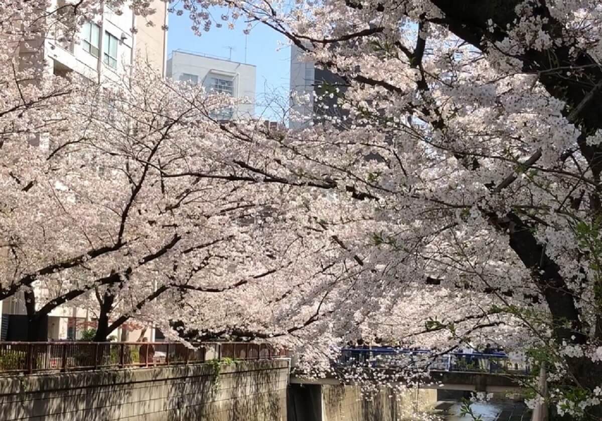 【動画あり】桜満開の「目黒川」沿い、晴れた朝、多幸感あふれる美しい光景