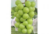 「女性記者と飲み会」「手土産要求」…韓国、国際法逸脱し日本に賠償命令【慰安婦裁判“呆れた”舞台裏】