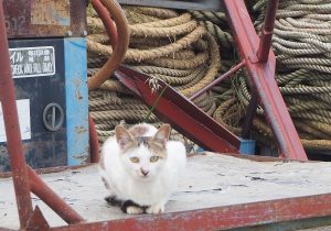 “猫の島”沖島、なぜ大量の猫たちは忽然と姿を消したのか？女性二人組が持ち出した？
