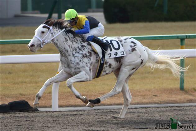 Jra 毛色の再現が困難 で落選 アイドルホースオーディション堂々の トップ10入り ソダシ母が 諸事情 でまさかの無念 Gj