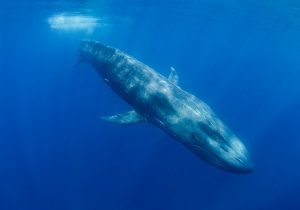 捕鯨、再開から2年で八方塞がり…鯨肉の需要低迷、“補助金漬け”の商業捕鯨に限界