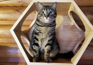 ペットと宿泊＆ワーケーション！お薦め宿3選…大自然で遊ぶ施設充実＆リモートワーク環境