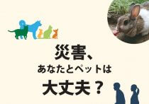 コロナ禍でペット需要が急増…飼う前に確認すべき「ペットの5つの自由」