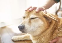 コロナ禍でペット需要が急増…飼う前に確認すべき「ペットの5つの自由」