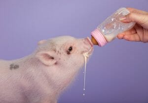 『100日後に食われるブタ』、今日が最終日…ペットを食用にするのは動物愛護法違反？