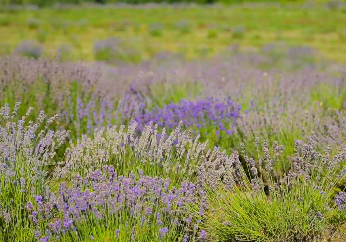 鳥取県、2年連続「SDGｓランキング首位」…社会人の副業づくりにも応用可能！の画像4