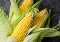 牛乳、発がん性のアフラトキシン汚染の懸念…米国産の輸入トウモロコシで