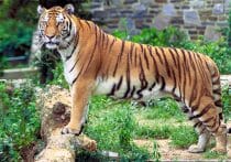 西側がウクライナに戦争を扇動？英国の軍産複合体が利用？情報操作が過熱で混沌