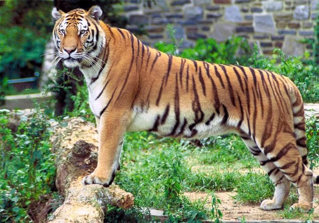 干支「壬寅」で2022年の変化を大予測！ロシアが勢力伸長、台湾情勢にも異変の歴史