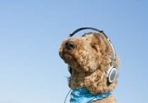 無音で音楽の授業という奇妙な光景…コロナ禍での教育現場の混乱