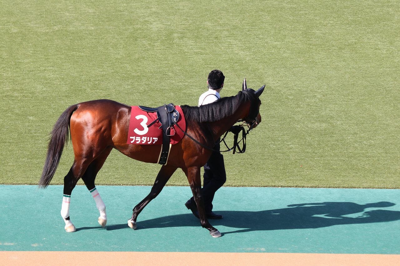 【神戸新聞杯（G2）展望】遅れてきたコントレイル弟が日本ダービー5着馬プラダリアら実績組に挑戦状！の画像1