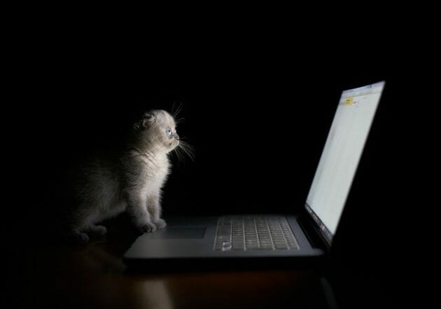 「命をなんだと…」ペット系YouTubeチャンネルを“猫ごと”売却希望で物議