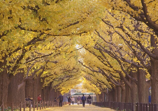 東京都・小池知事、明治神宮外苑の樹木3000本を伐採へ…高層ビル建設の妥当性の画像1