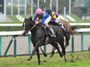 WBC並みの注目度！JRAスプリングS、“絶好の穴馬2頭”で一攫千金が狙える！