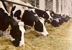 瀕死の酪農業、経営破綻も…国は生乳生産量の増大を推進→一転して乳牛「と畜」を推進