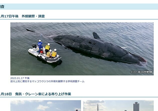 大阪市、クジラ海洋投棄費用「8019万円」の妥当性を検証…やむを得ない事情の画像1