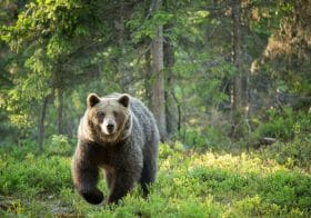 北海道のヒグマ、「駆除が許されない」状況を生む行政の怠慢…ヒト襲撃が相次ぐ