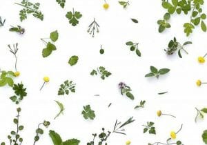 名前のない生物たち…植物分類学者たちの過酷な戦い、新種発見が急速なペース