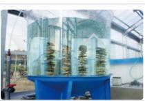 クロマグロ完全養殖が消滅の可能性？近畿大学の挑戦、技術確立は日本に必須