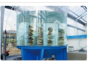 「あたらない牡蠣」養殖に成功、完全陸上養殖は世界初…量産で市場流通へ
