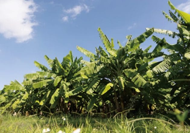 希少価値があり、沖縄の「食」の未来を創造する食材「OKINAWA CLOSE-UP FOODS」