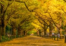 三井不動産が声明「神宮外苑開発で樹木は増加」…東京都幹部の天下り報道直後