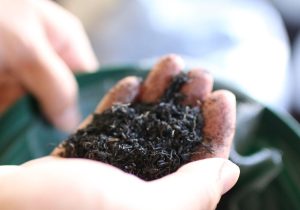 奇跡の炭が食料自給率“実質ゼロ”の日本を救う…コスト減＆脱炭素、収量もUP