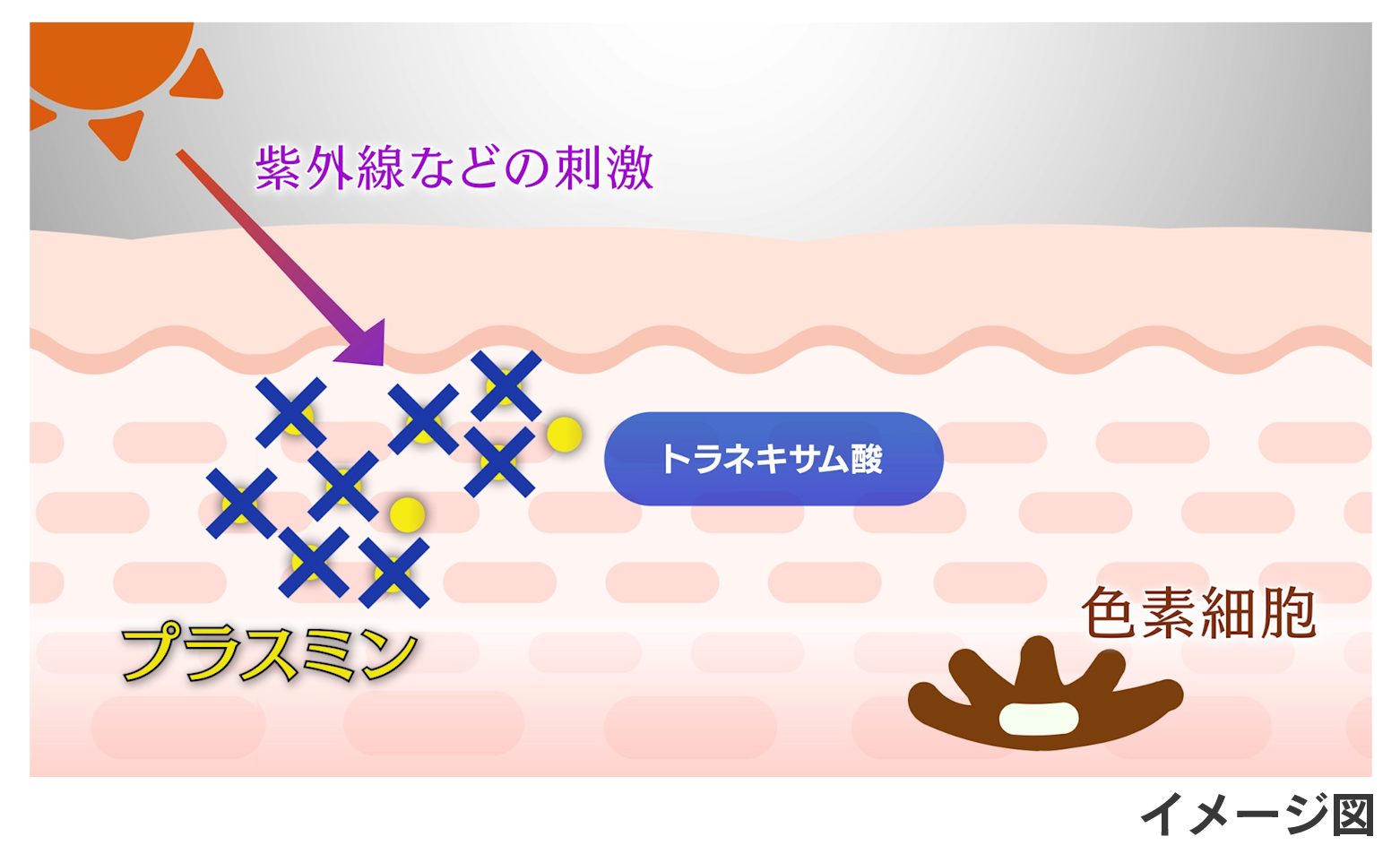 生活者と共創し革新を続ける…第一三共ヘルスケア、トラネキサム酸研究開発の最前線の画像3