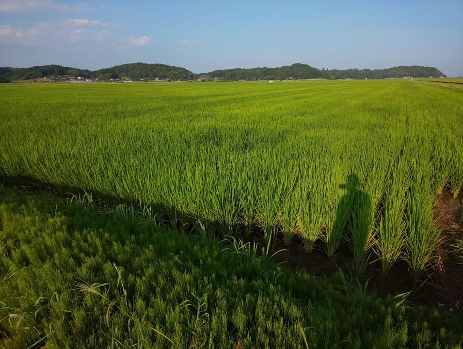 【一次産業×脱炭素で地球を救う #1】売るのは「米」だけじゃない。環境価値が農家を変える — 水田クレジット最前線の画像3