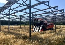 コメ価格高騰に歯止めかける可能性も…AIでコメ農家の肥料コストを半減