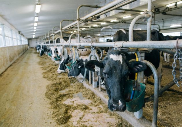 森永乳業、牛ふん尿からメタンガスを回収…酪農の持続可能性を支える挑戦