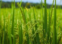 ココイチ減益の元凶「コメ高騰」が一転「コメ余り」…外食業界が直面する新たな試練