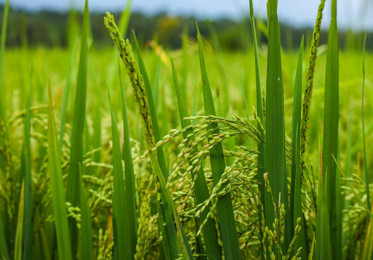 コメ価格高騰に歯止めかける可能性も…AIでコメ農家の肥料コストを半減の画像1