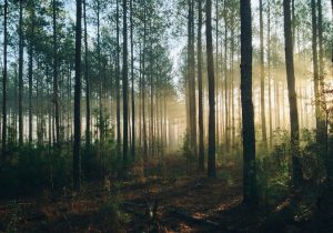 「森を切らずに稼ぐ」静岡市の挑戦…カーボンクレジットで生まれる新しい森林経済